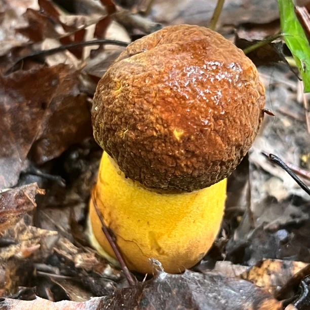 野生黄赖头黄牛肝菌新鲜美味可炒菜大脚菇顺丰空运包邮