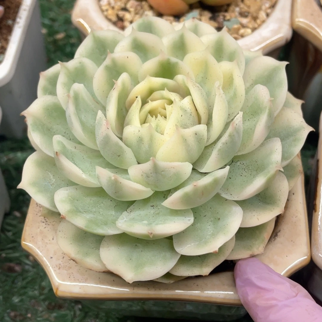 昂斯洛锦一物一拍28包邮非偏远