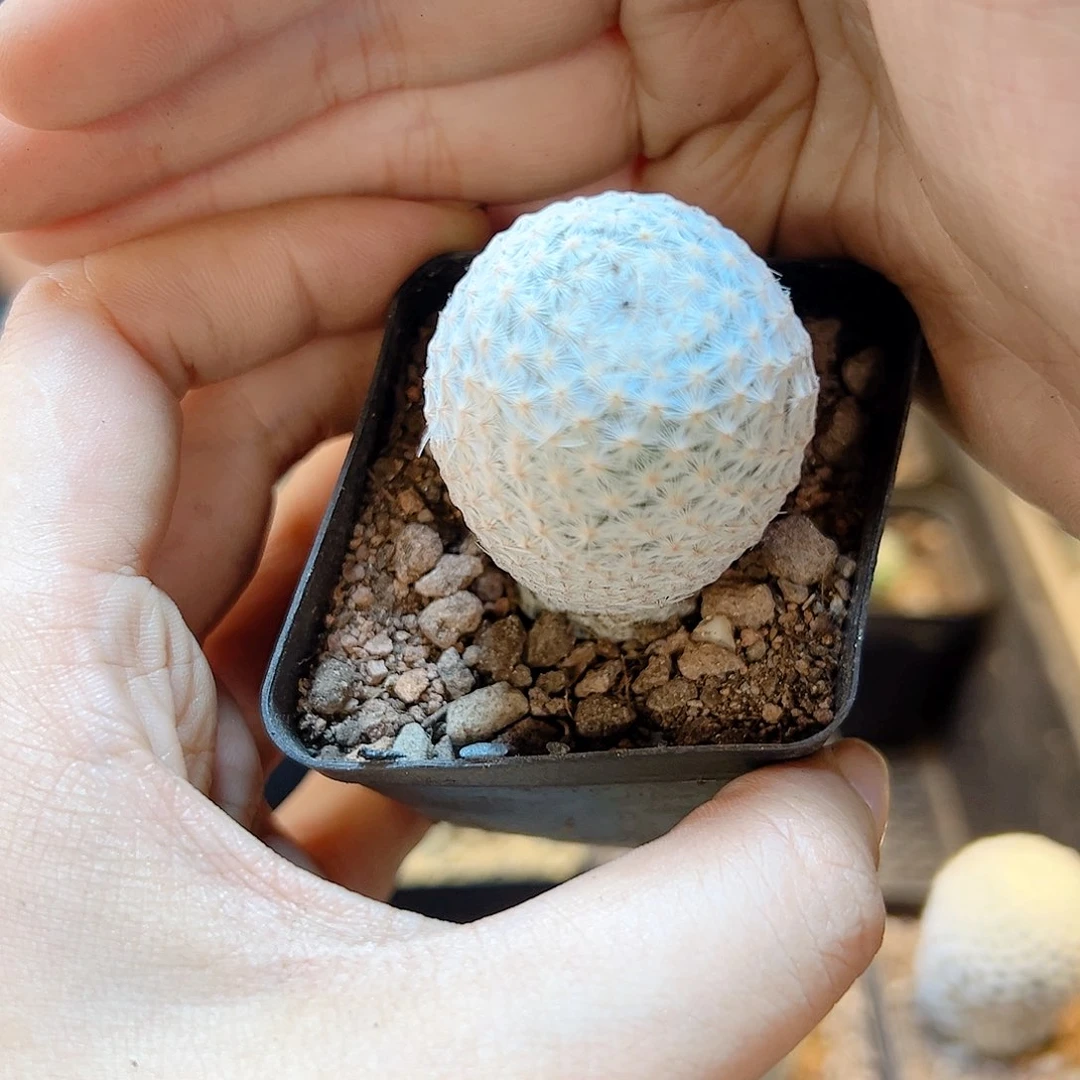 自根白鸟3公分脱土