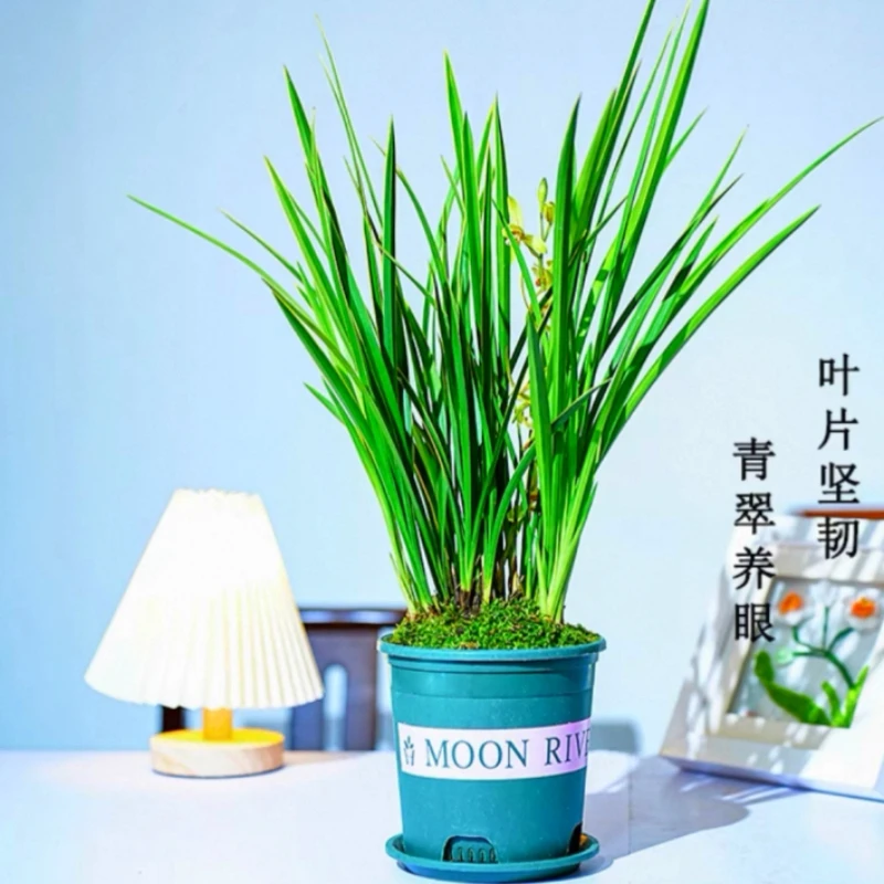 【金针】兰花浓香型四季开花建兰兰花苗室内外好养花卉盆栽室内绿植