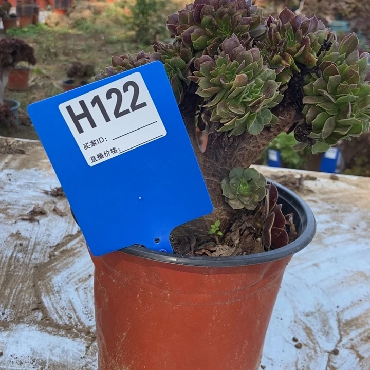暖***光H122哦体系欧紫欧紫