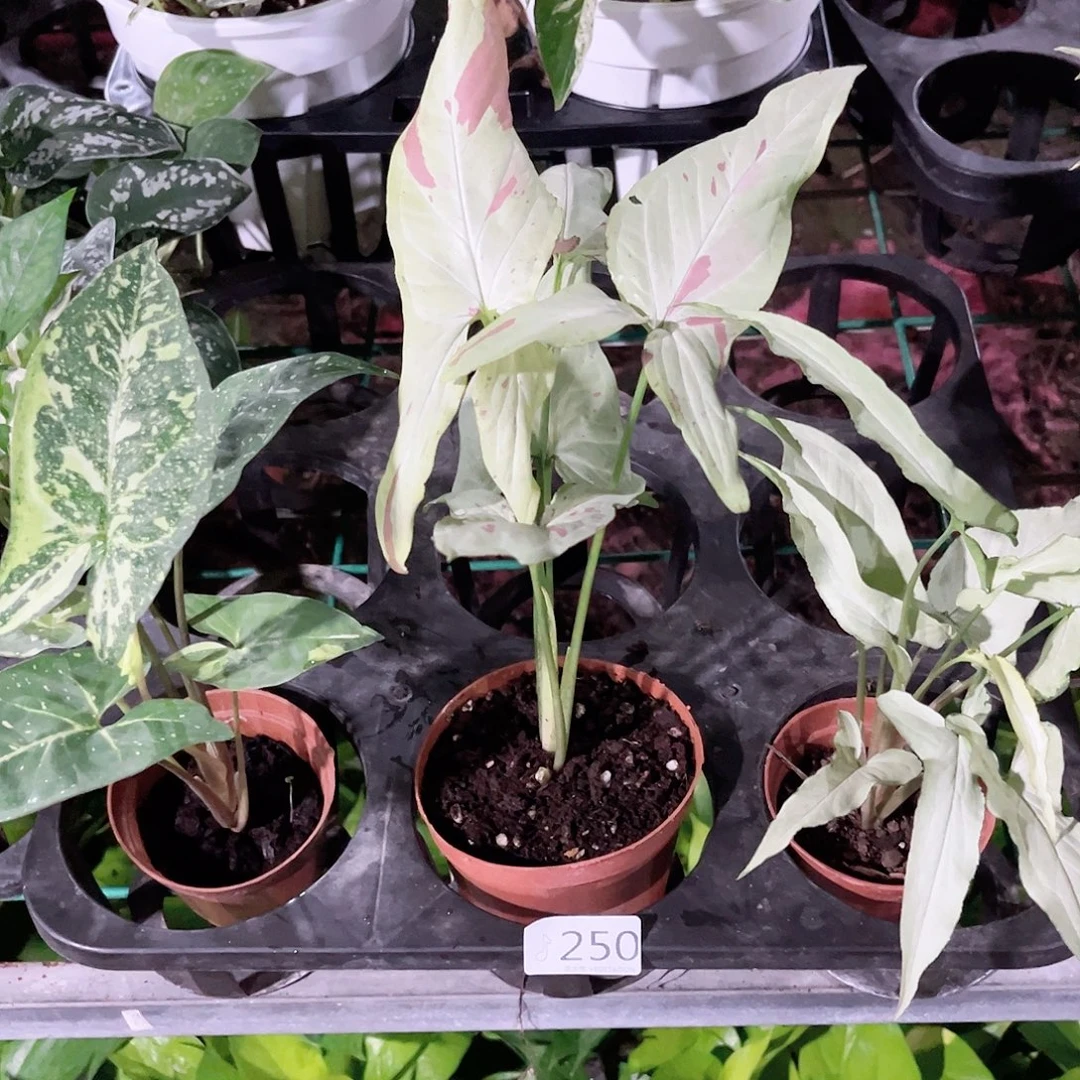 完全开放250合果芋3盆