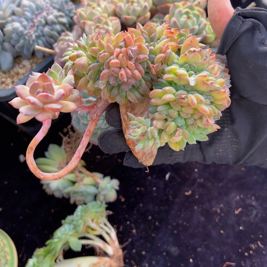 车厘子冰魄缀微瑕