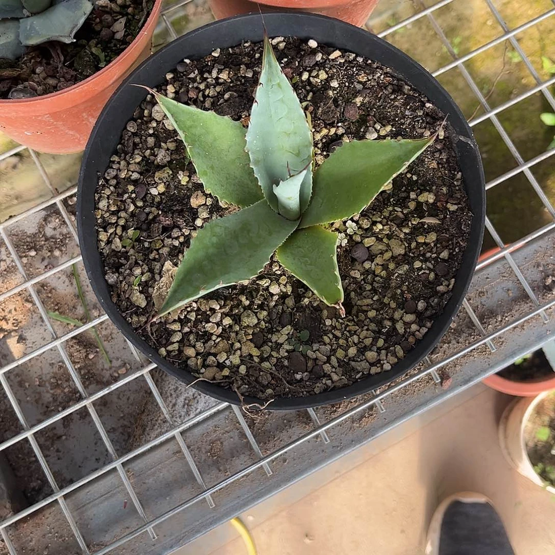 黑***地鲸鱼舌龙舌兰花卉绿植