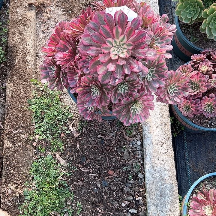 0177红铜白多肉植物