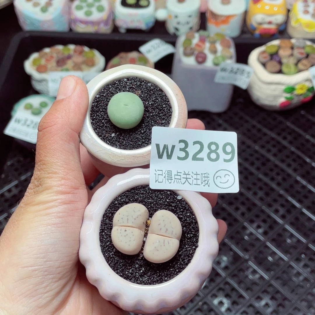 3289--带盆土发货，零下地区拍保温箱