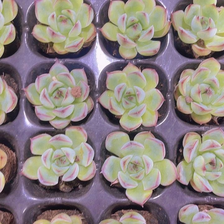 精品勾魂仙子多肉植物