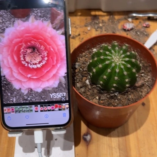 彩草507号5公分左右带根