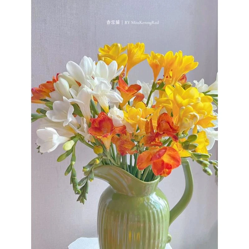 香雪兰 小苍兰 带香味（2单升级空运）