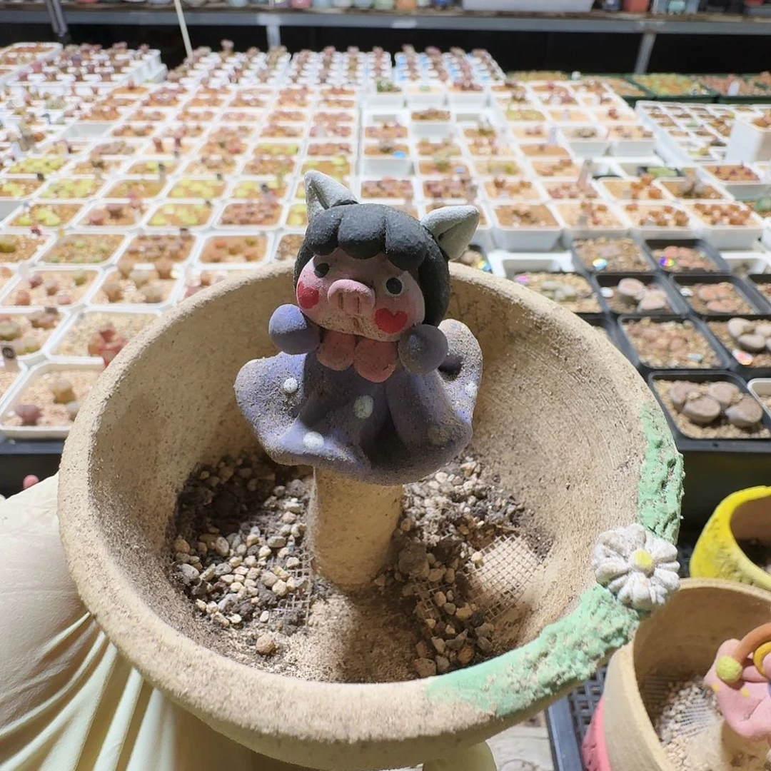 多肉植物福利花盆