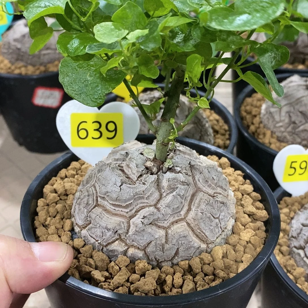 南非龟甲龙龟甲龙