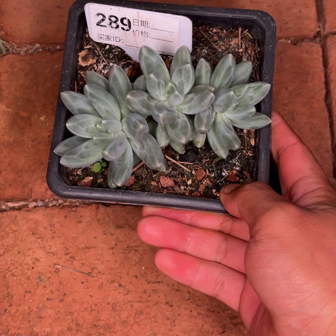 一***家乌拉奶多肉植物289