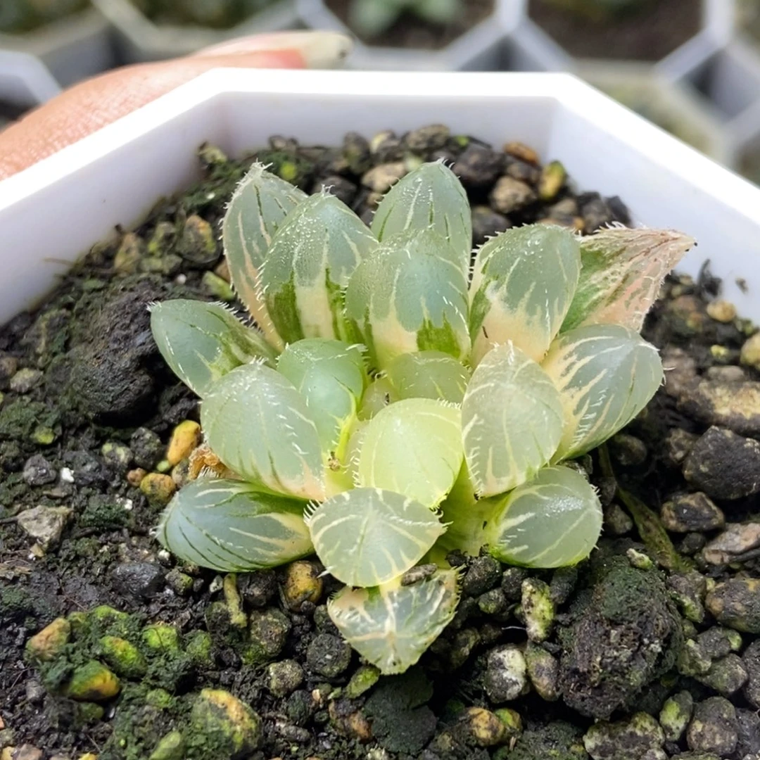 特价天狼星锦一物一拍