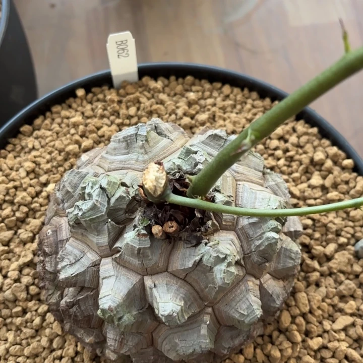 062精品龟甲龙不退不换