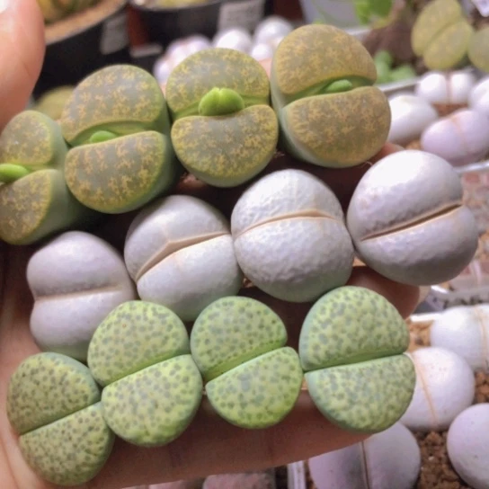 2659，2.3-2.7厘米下班福利