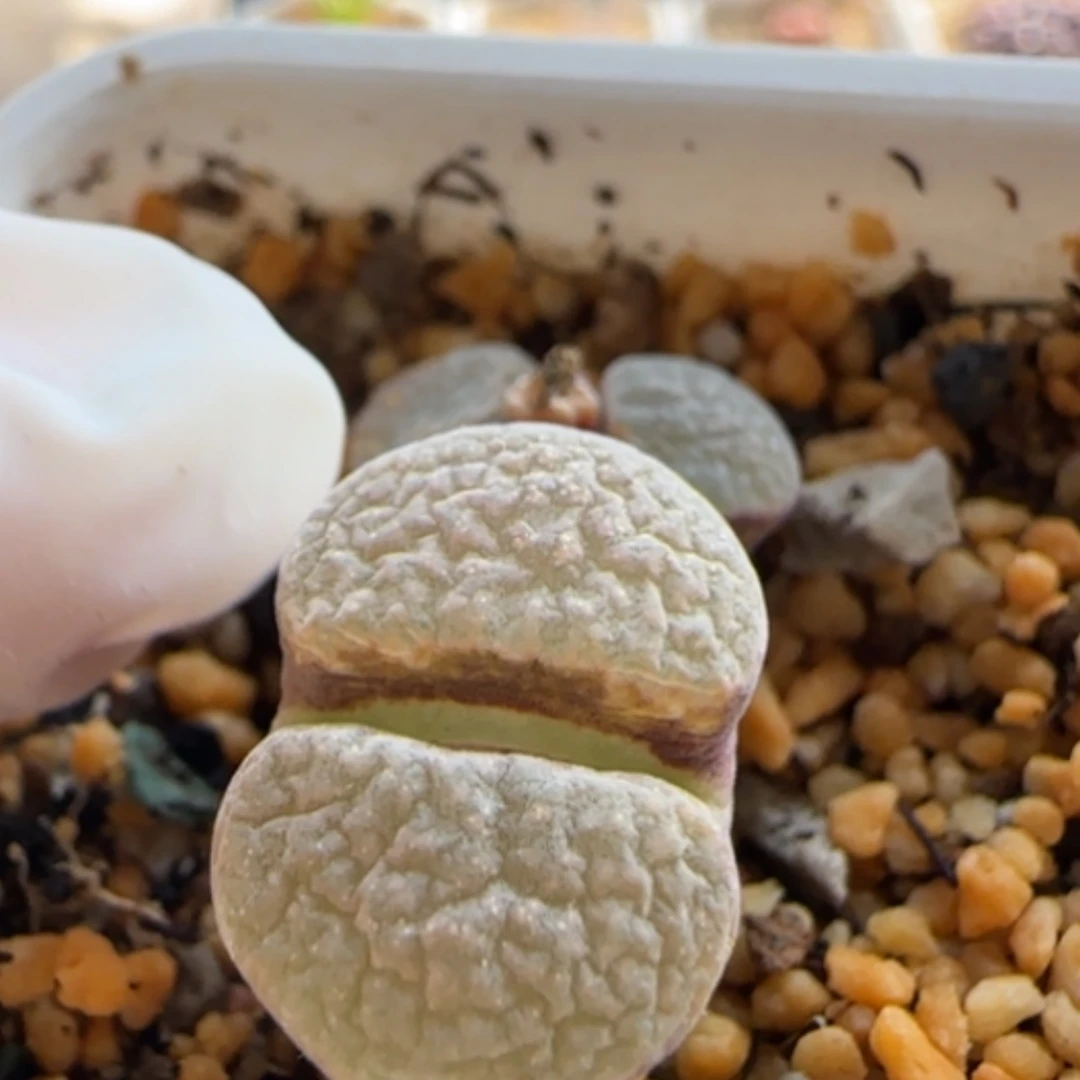 【闪购商品】21173