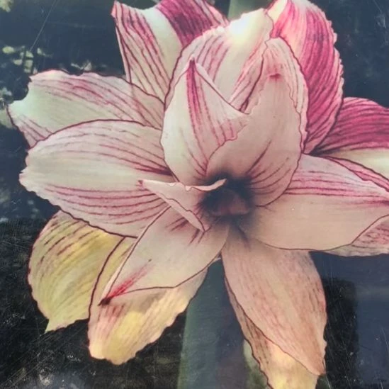 当前无花栽培后可以开花安吉拉5厘米裸根球