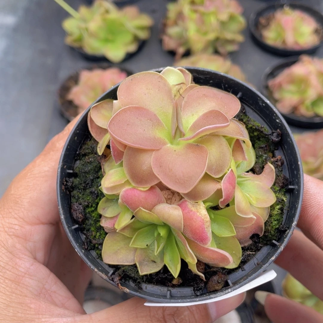 云糖心多肉植物64