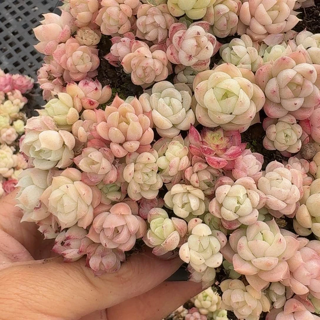 杂交新品珍妮多肉1821