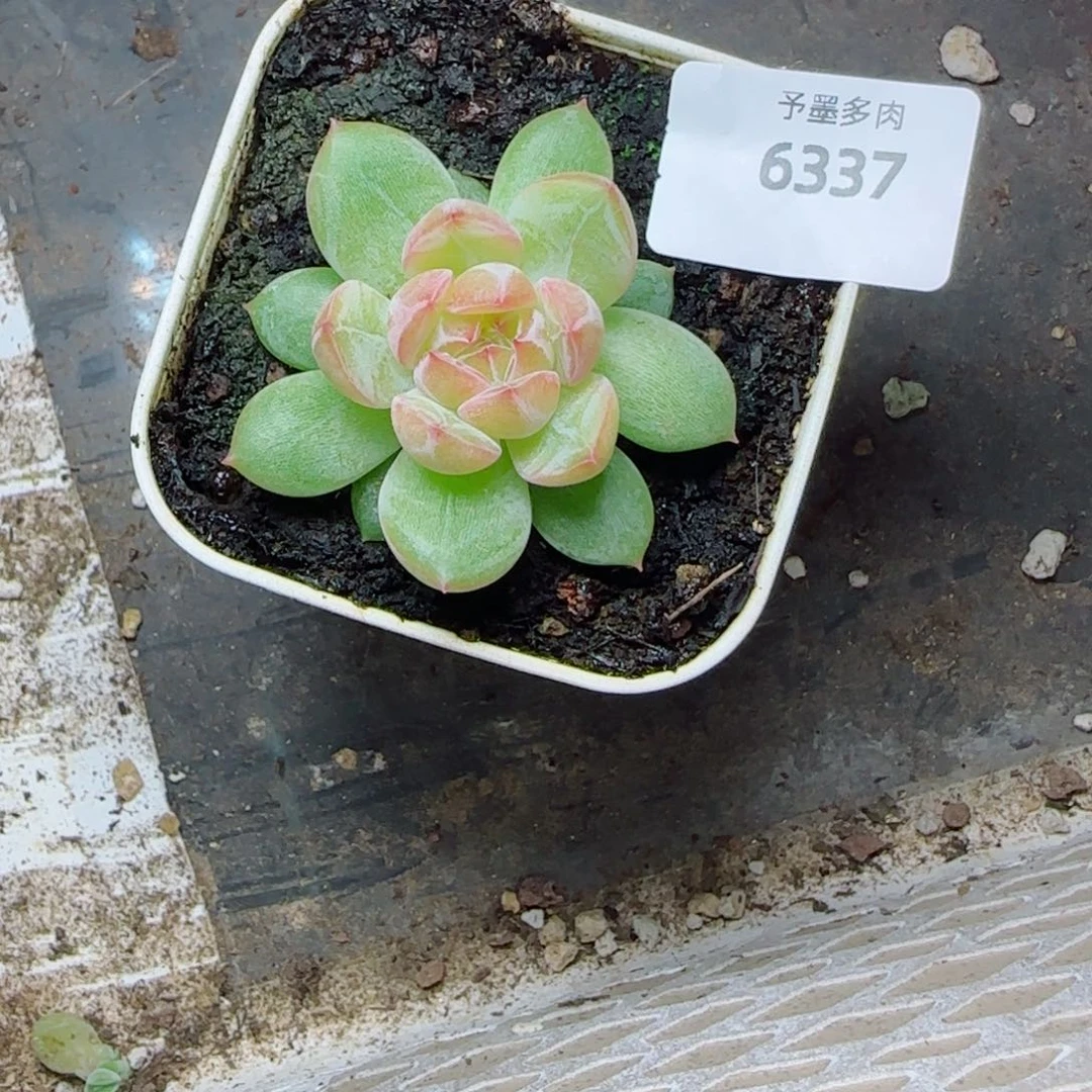 雪花珍妮，6337多肉植物
