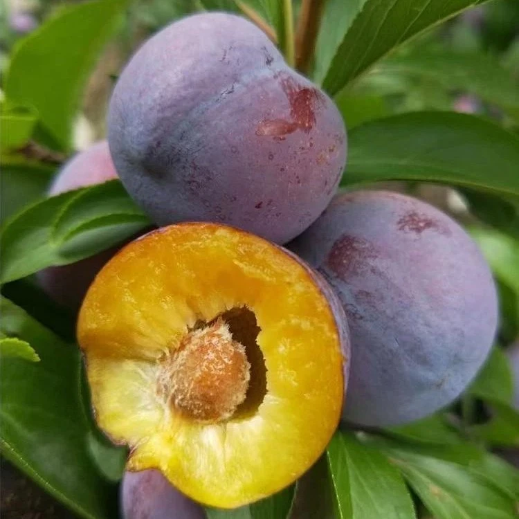 顺丰速运四川高山脆红李红脆李脱骨空心李脆甜新鲜李子水果3/5斤