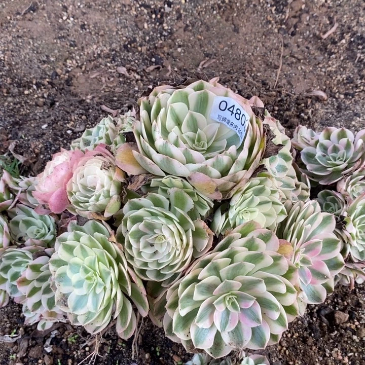 ****煜04809荔枝多肉植物大时