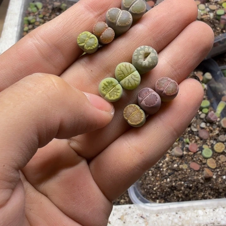 陈***陈多肉植物和植物等97