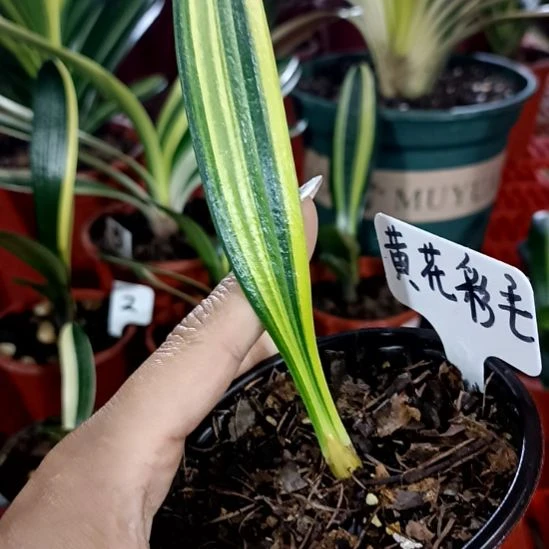 君子兰一物一拍谢谢