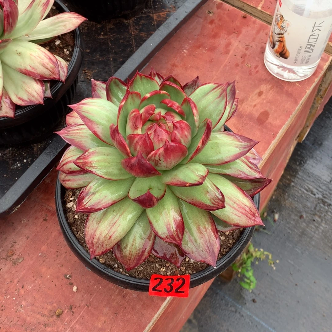 232惊鸿仙子多肉植物