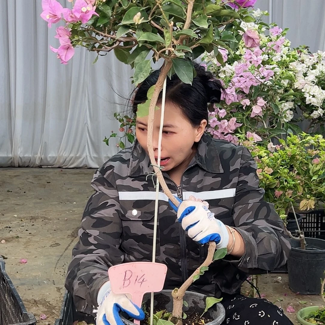 红****大部分花苞少量开放B14雪紫