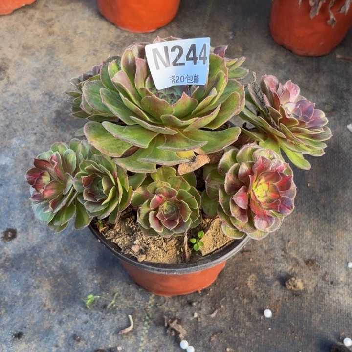措***姆瑞妈多肉园艺244海王七彩