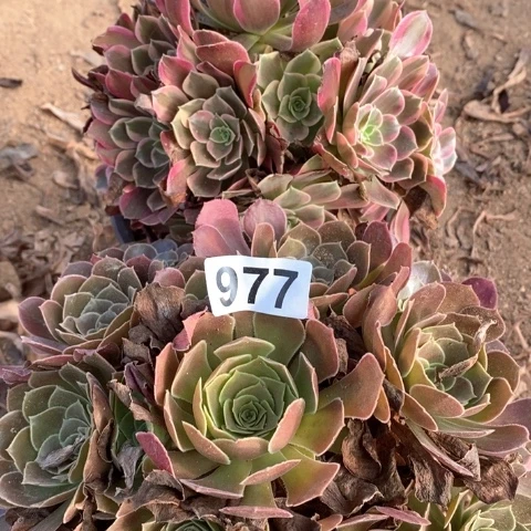 金丝雀红铜壶法师多肉植物977