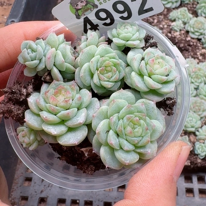 多肉植物多肉植物