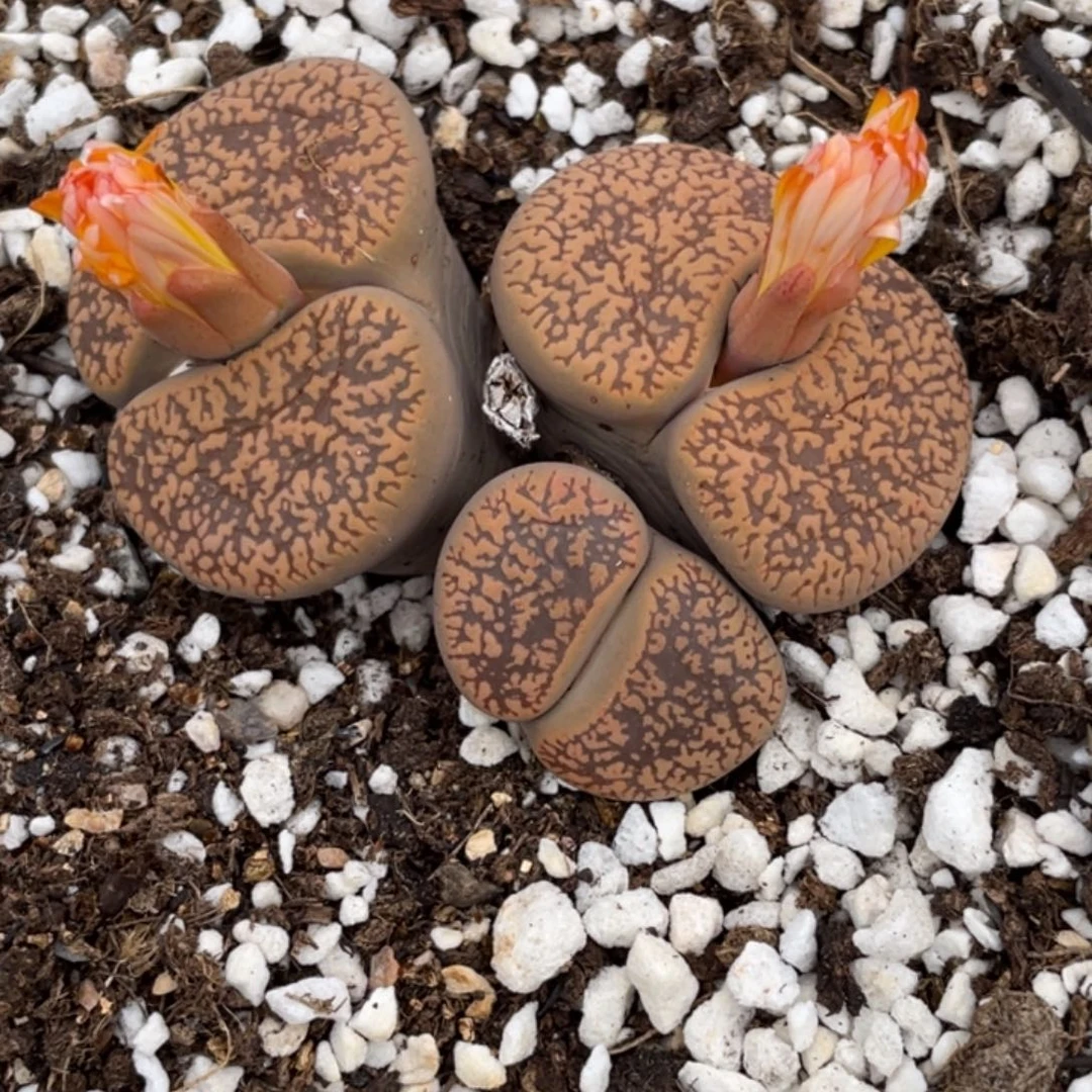 非偏远满20包邮329