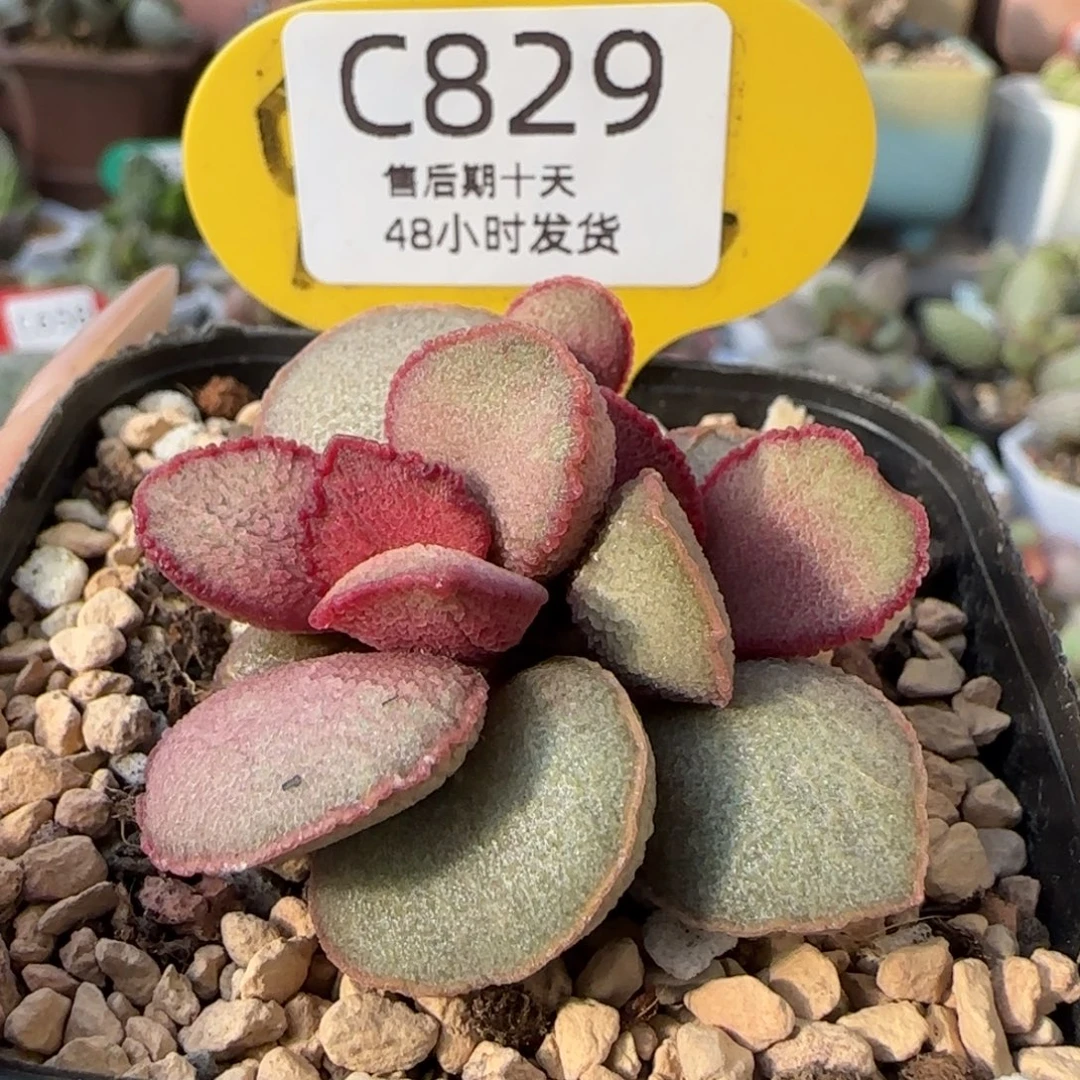 妖姬水泡。    829。