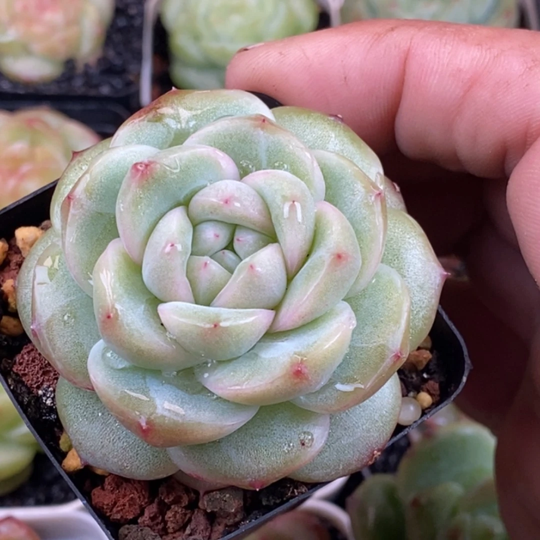 天官赐福百无禁忌