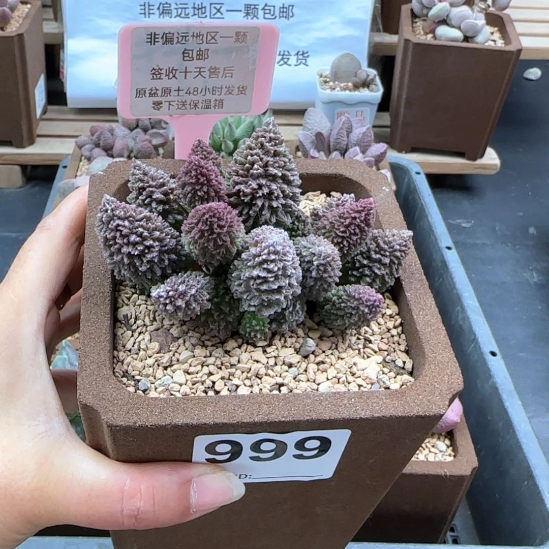 999朱紫玉多肉植物