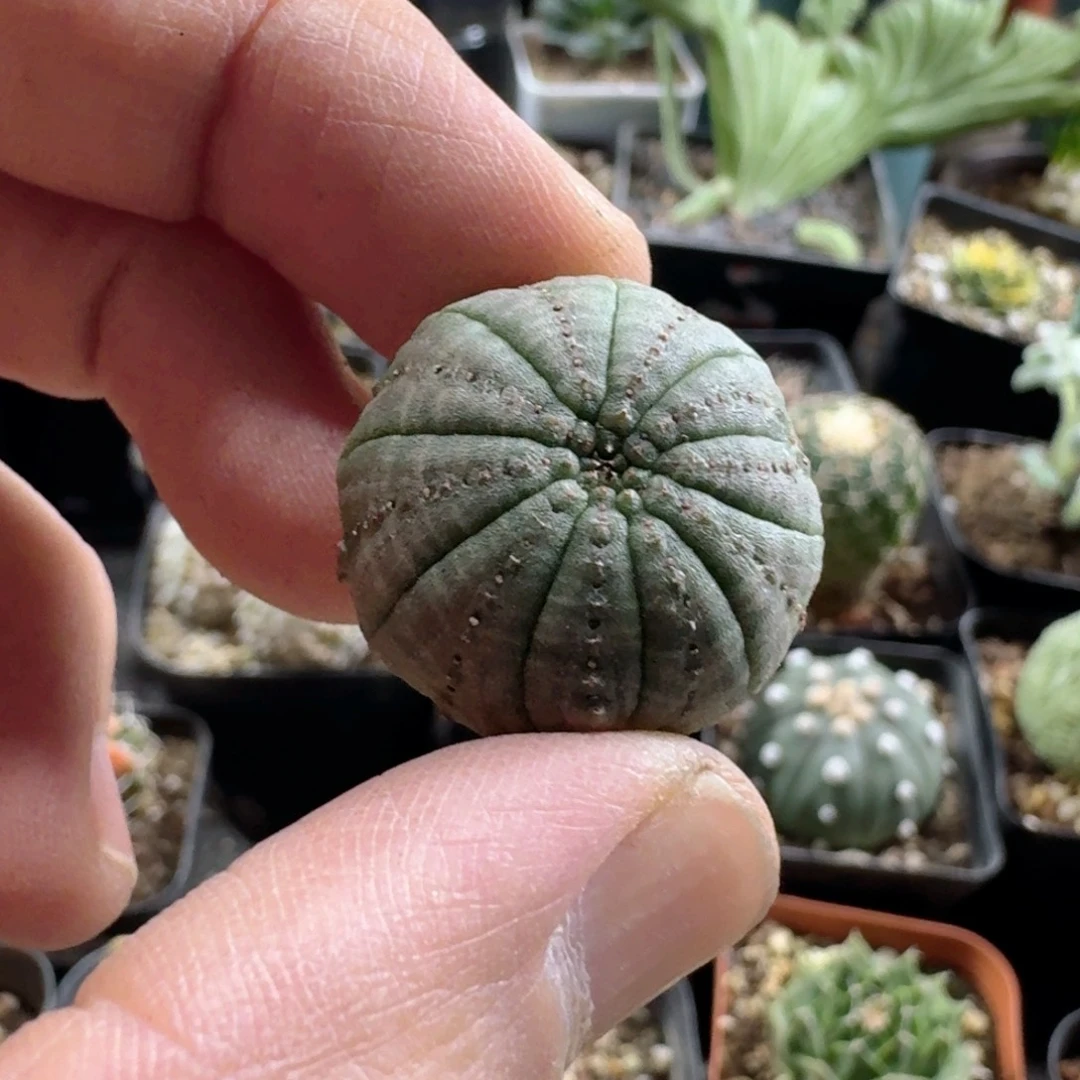 553欧版布纹球脱土发货自根