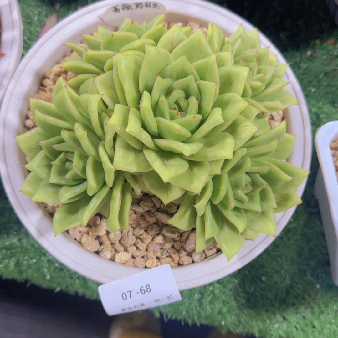 奕***宝07-68蔷薇玛利亚