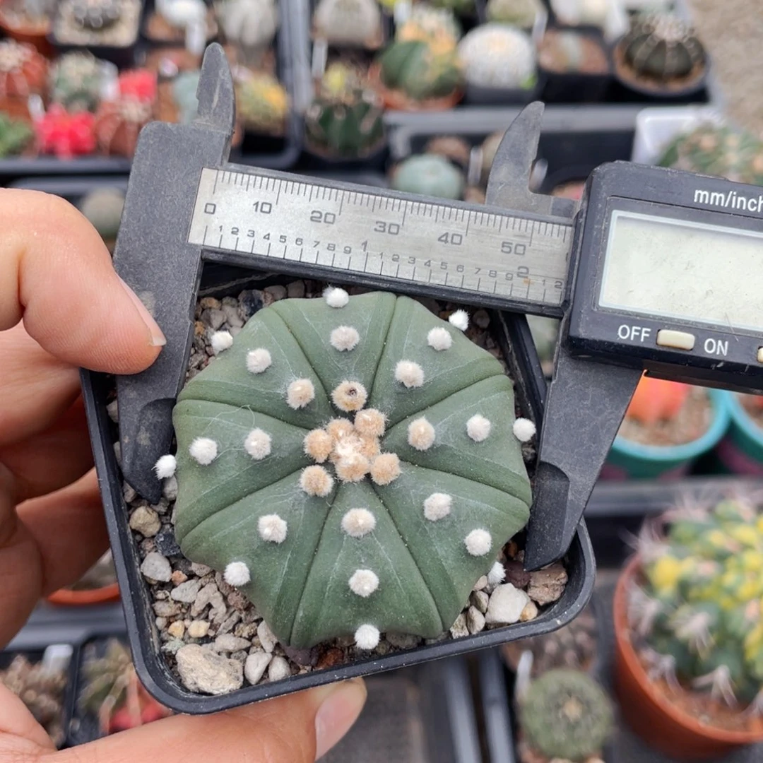 仙人球满28包邮琉璃海星