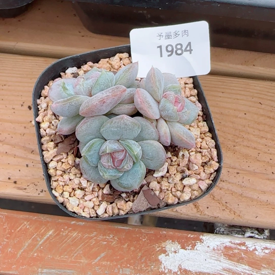 এ***º红皇后群，1984多肉植物