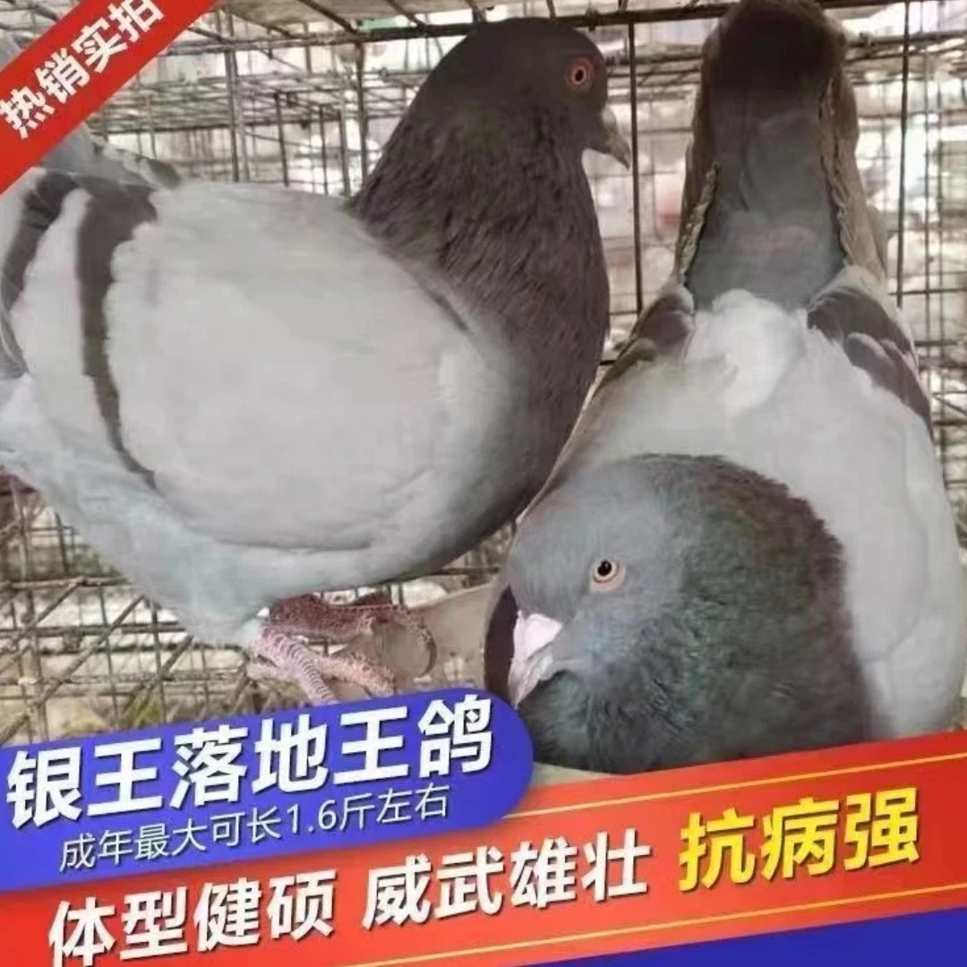 落地王 丹麦银王 灰王【原配种鸽两对】直播间现挑现选