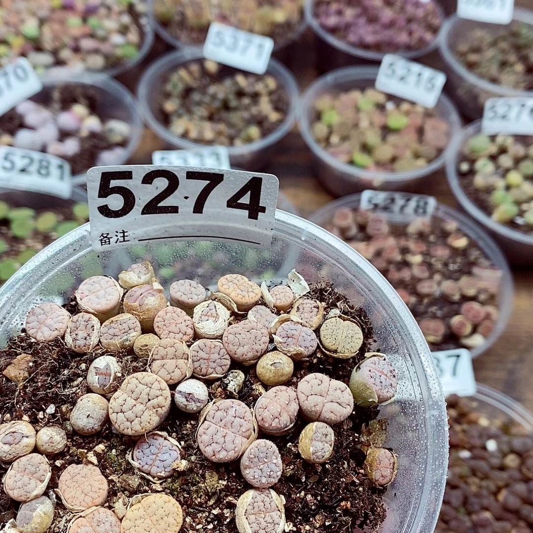 5274荒玉啊啊啊啊阿