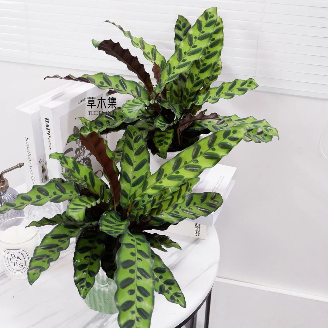 猫眼竹芋盆栽豹纹孔雀竹芋室内桌面客厅阳台花卉四季常绿彩叶植物