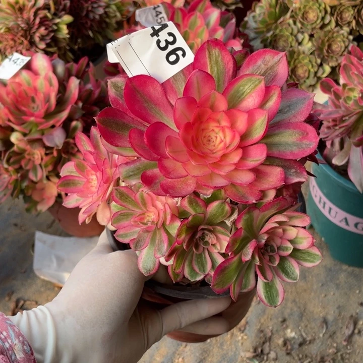 阳**好多肉火龙果法师436