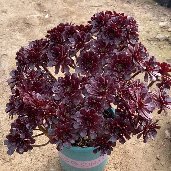 黑珍珠多肉植物68