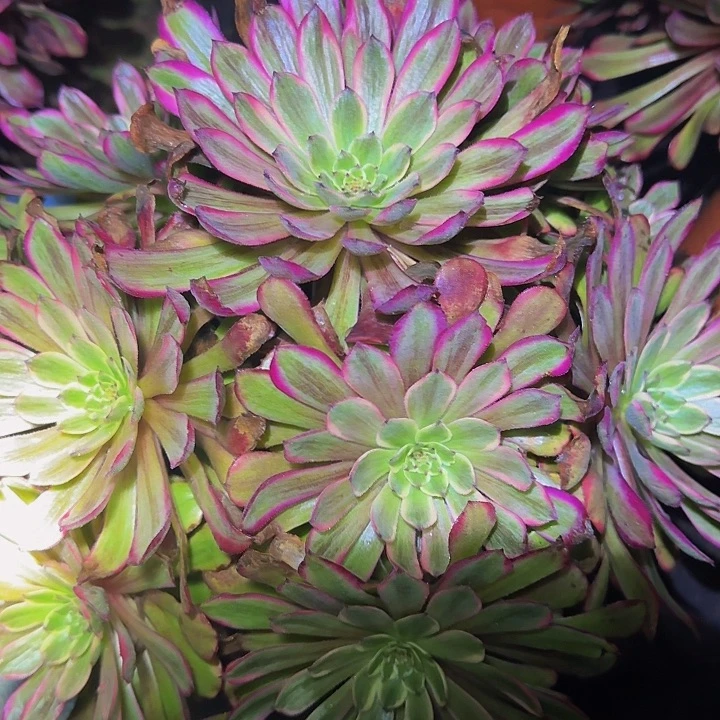 精品蓝狐老桩亏本福利