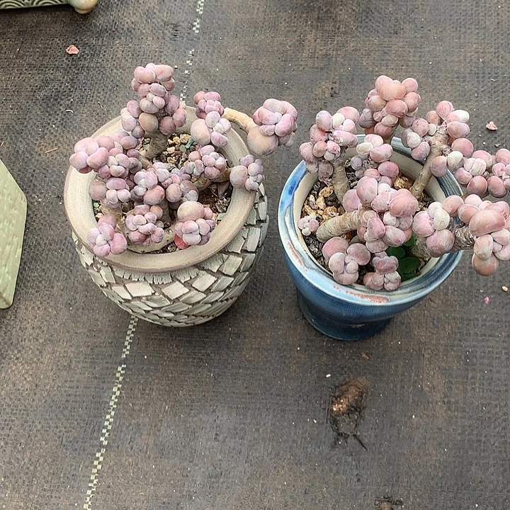 丫***丫截胡弄哦你空罗懒得来咯就来咯额老板