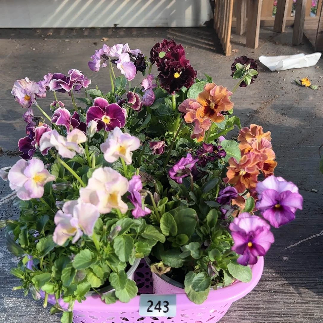 【闪购商品】243号