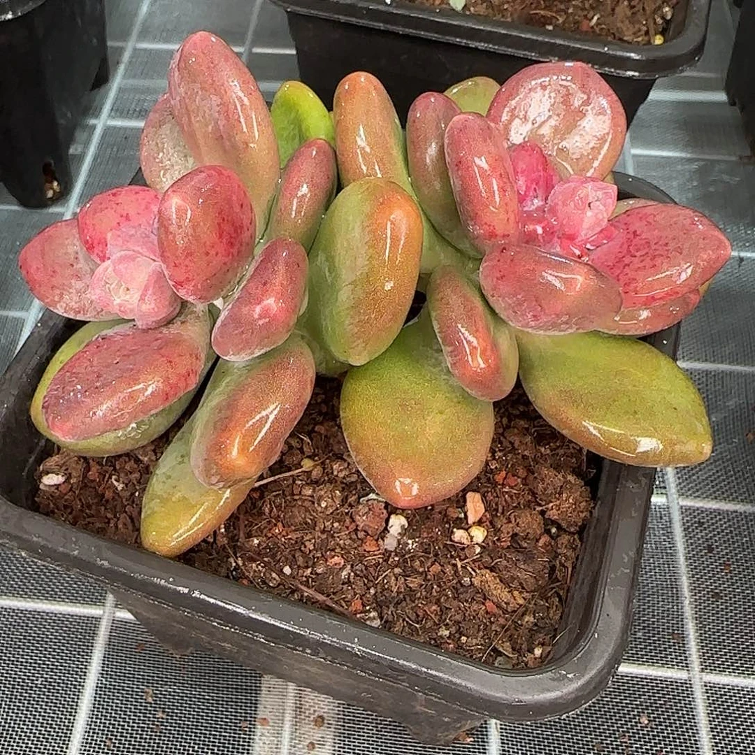 从前慢花园精选芒果奶